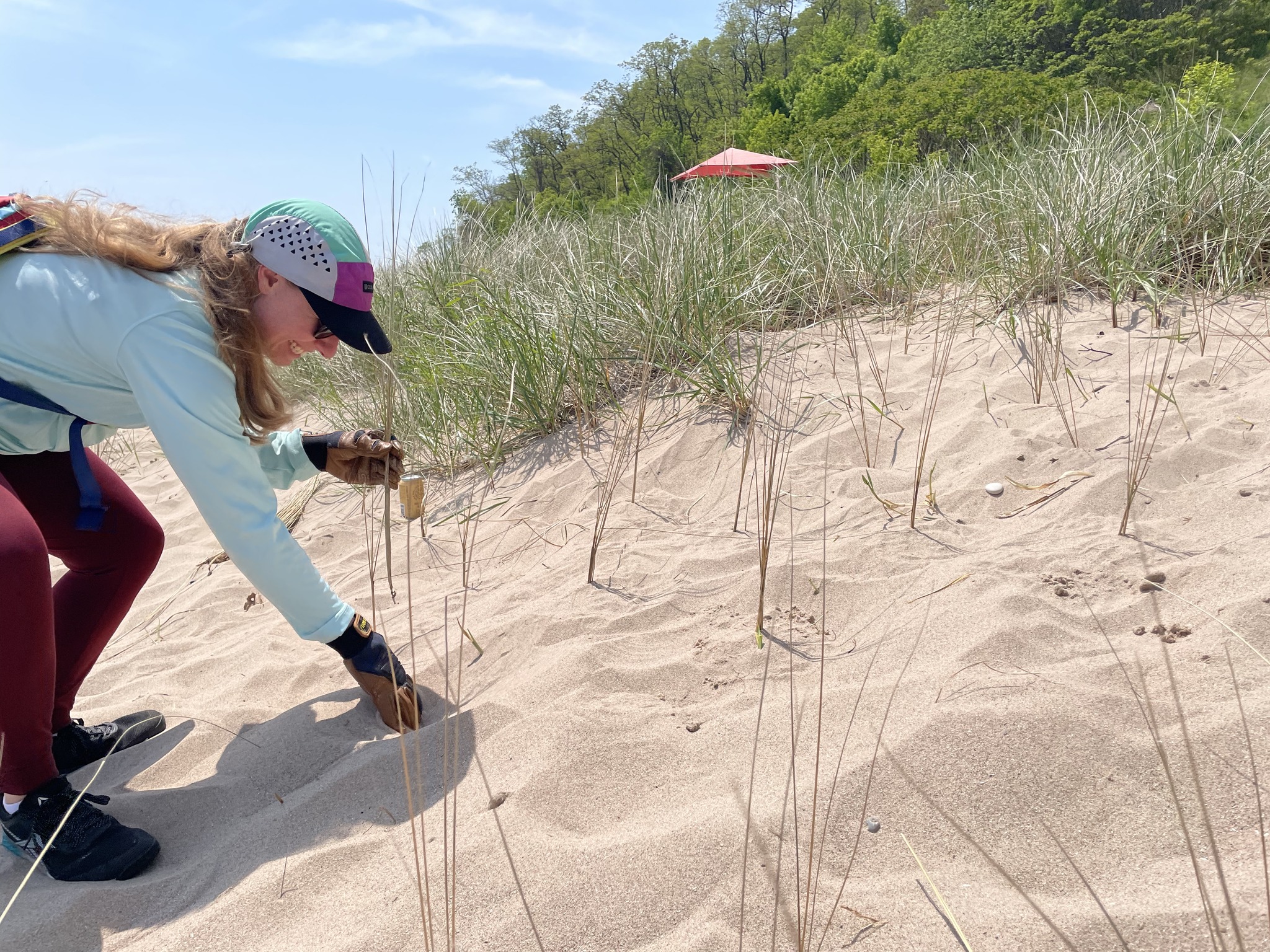 MKE dune restoration volunteer dune grass planter