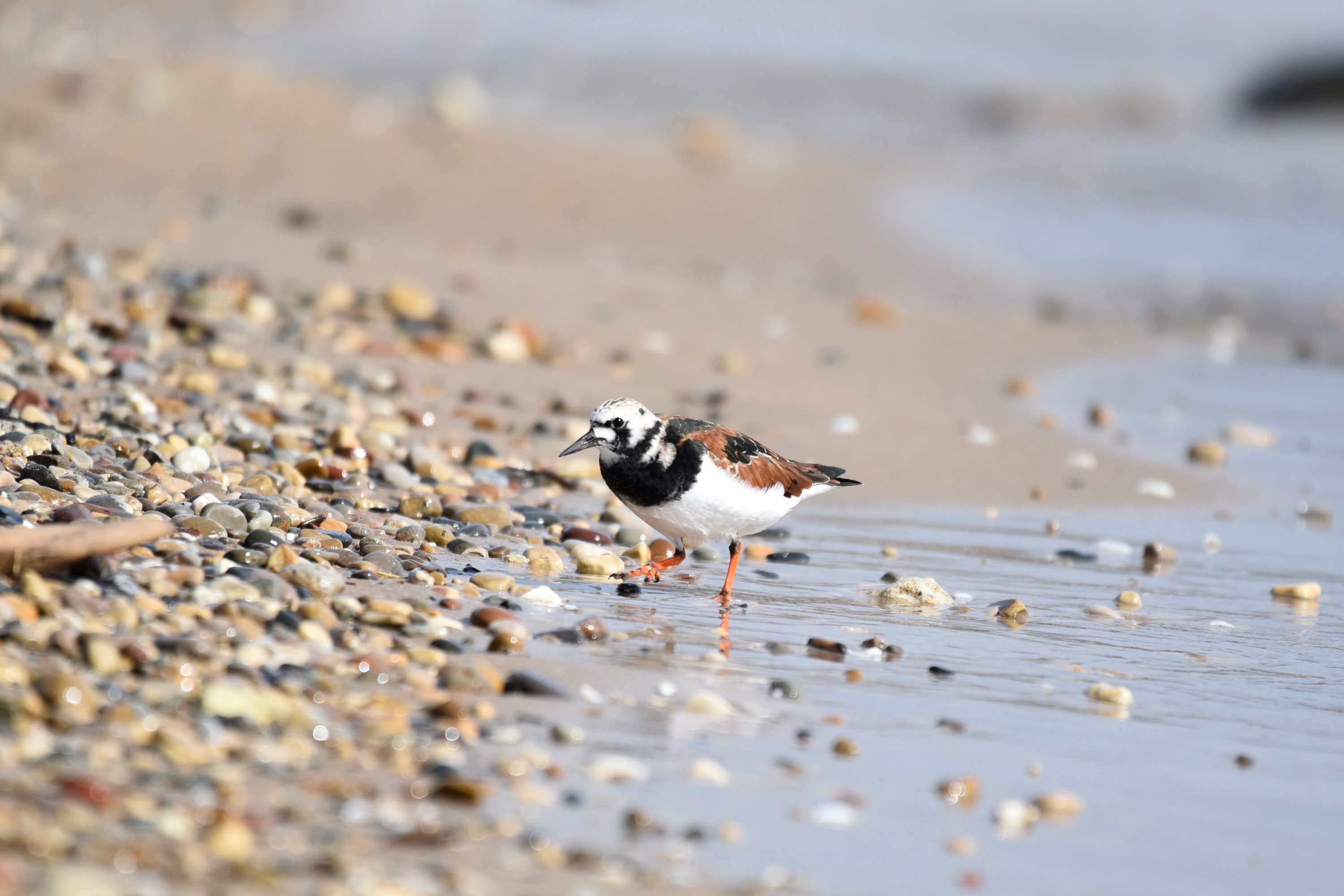ruddy-turnstone-01-1