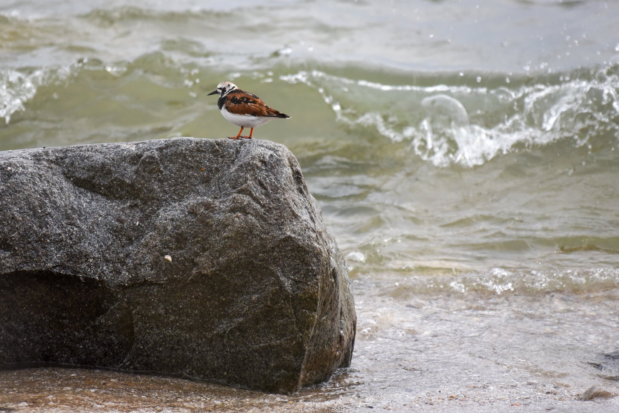 ruddy-turnstone-02 - Credit: Zoe Finney