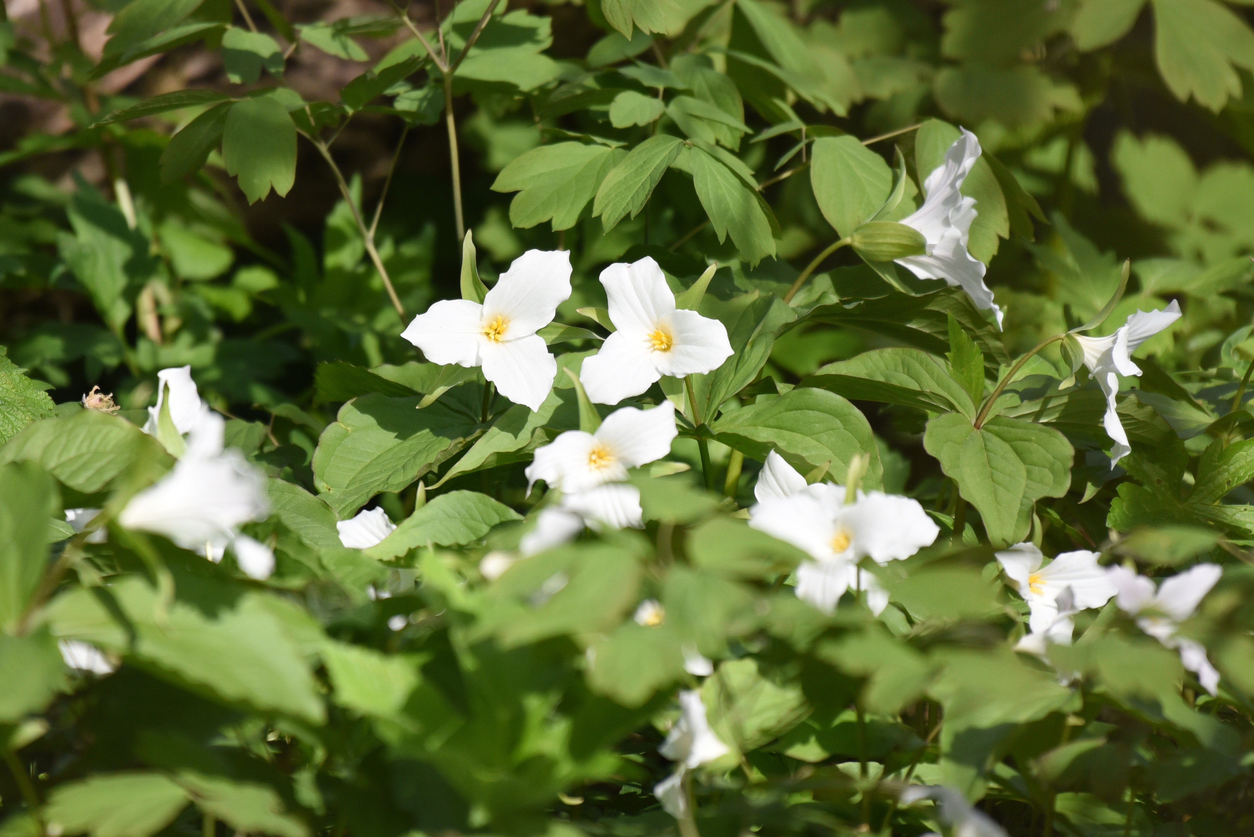 white-trillium